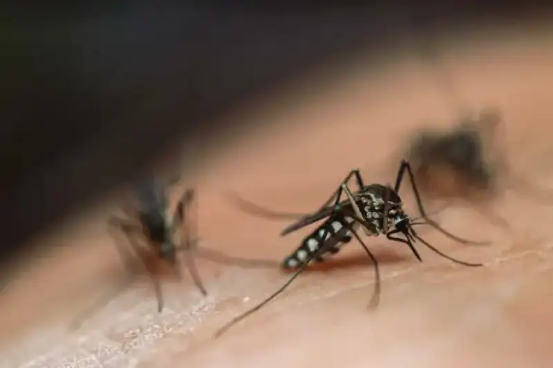 Éradiquer les moustiques tigres et autres moustiques : Solutions et prévention